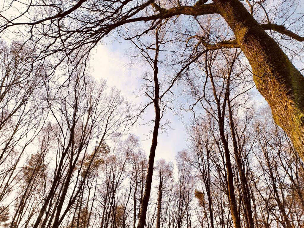 Licht in het kleine bos