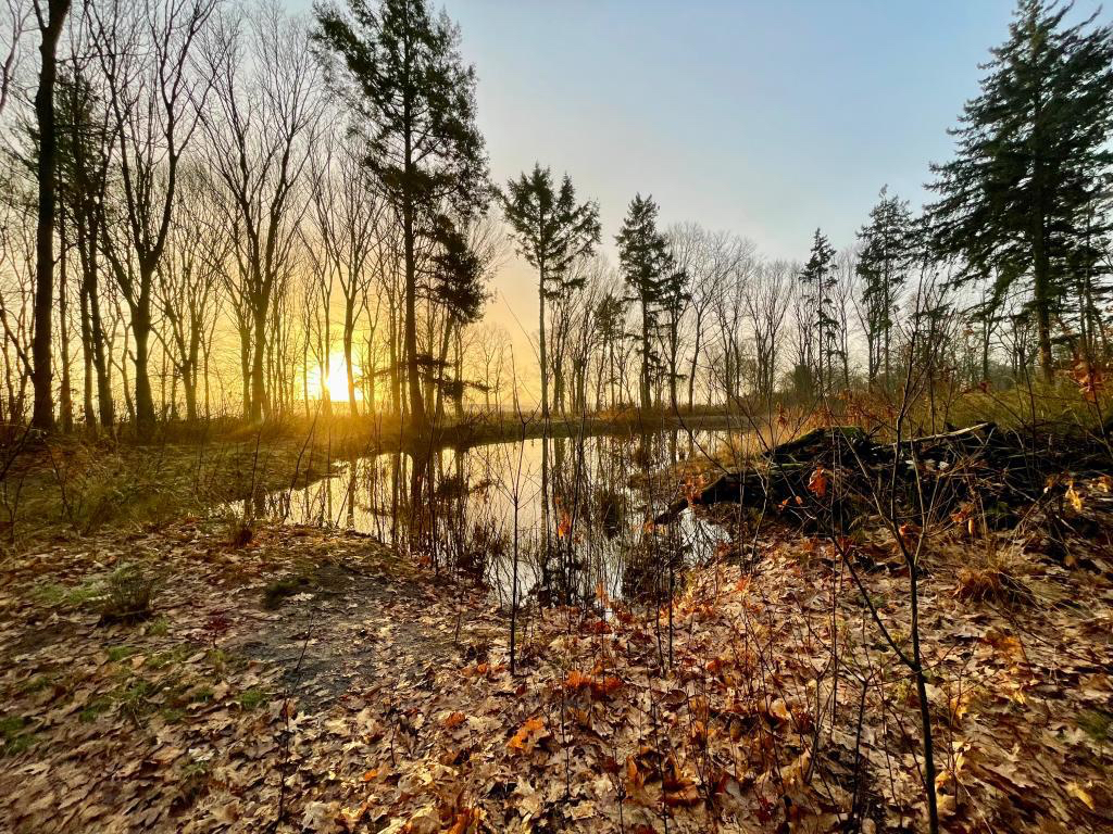 Wandelbos zon opkomst