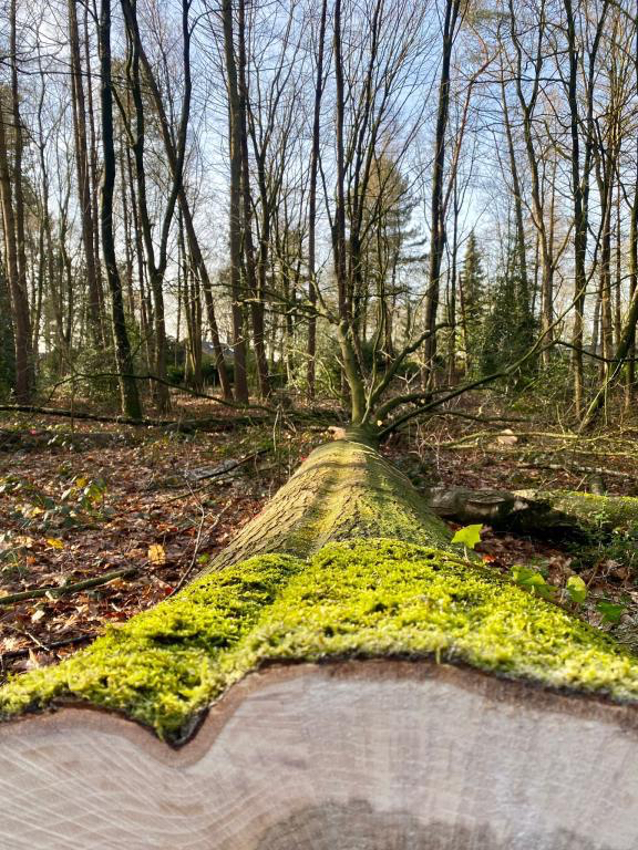 doorkijk kleine bos