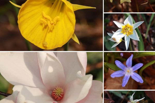Voorjaarsbloeiers bij uitstek | maart '26