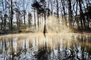 Natuurbeheer