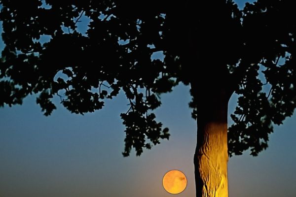 Volle maan Berkenlaan | juni ‘ 25