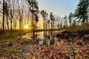 Wandelbos