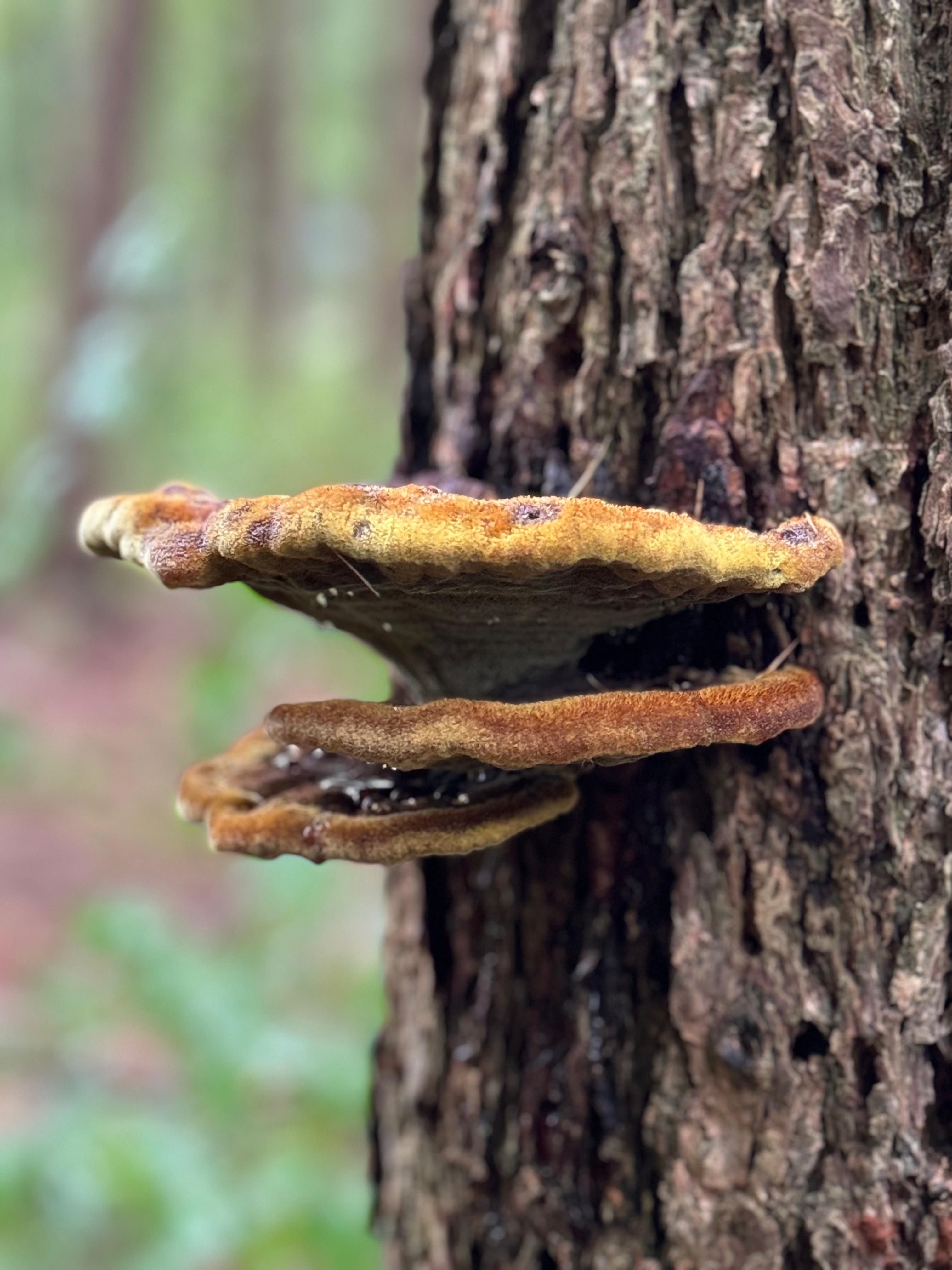 Herfst in het kleine bos