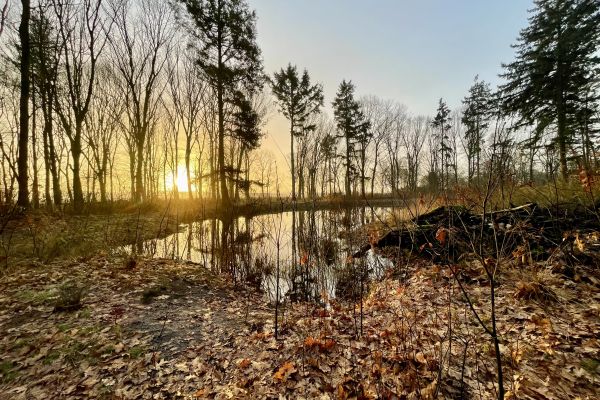 Herfst in het Wandelbos